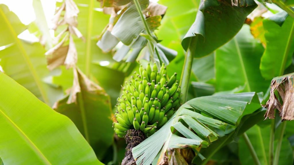 Innoterra says new banana resists TR4